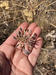 Lomatium nudicaule