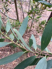 Acacia longifolia