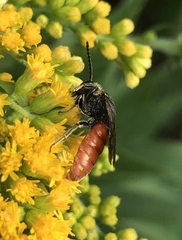 Sphecodes albilabris