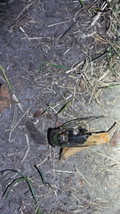 Neotibicen pruinosus