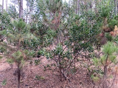 Acacia longifolia