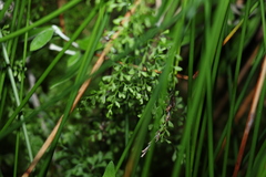 Lindsaea microphylla