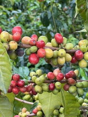 Coffea arabica