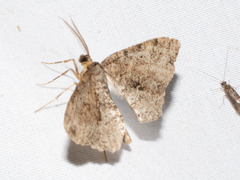 Melanolophia