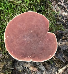 Xanthoconium purpureum