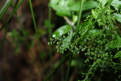 Lindsaea microphylla