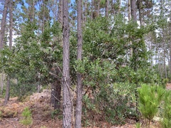 Acacia longifolia