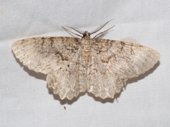 Epimecis