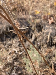 Melanoplus cinereus