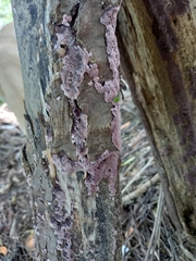 Punctularia atropurpurascens