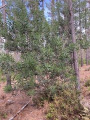 Acacia longifolia