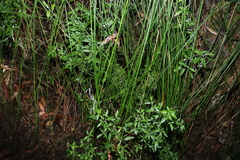 Lindsaea microphylla