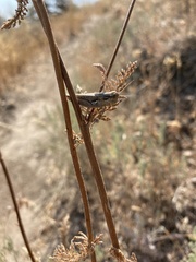 Melanoplus cinereus