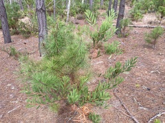 Acacia longifolia