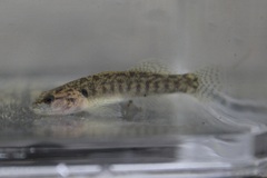 Etheostoma flabellare