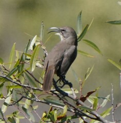 Toxostoma redivivum