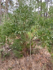 Acacia longifolia
