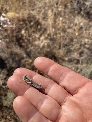 Melanoplus cinereus