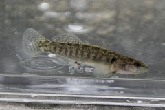 Etheostoma flabellare