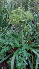 Angelica venenosa