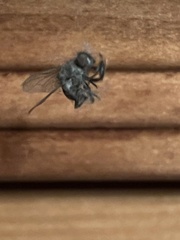 Calliphora vomitoria