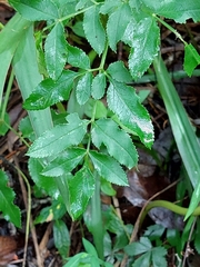 Angelica venenosa