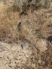 Epilobium brachycarpum