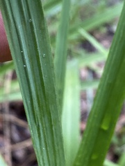Chasmanthium sessiliflorum