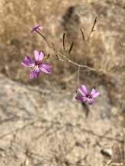 Epilobium brachycarpum