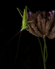 Euconocephalus varius