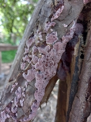 Punctularia atropurpurascens