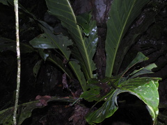 Anthurium schlechtendalii