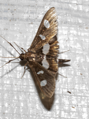 Desmia