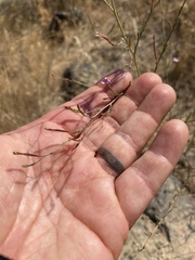 Epilobium brachycarpum