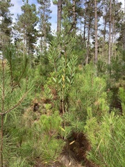 Acacia longifolia
