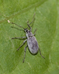 Cyrtepistomus castaneus