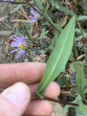 Symphyotrichinae