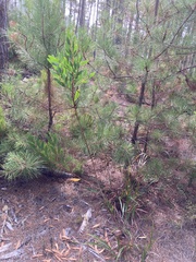 Acacia longifolia