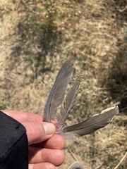 Callipepla californica