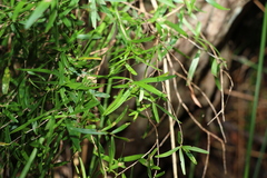 Leptospermum petersonii