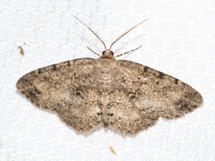 Melanolophia