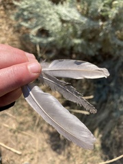 Callipepla californica