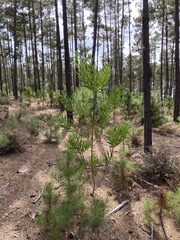 Acacia longifolia