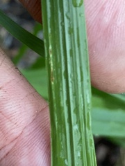 Chasmanthium sessiliflorum