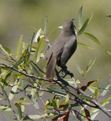 Toxostoma redivivum