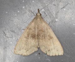 Phalaenostola eumelusalis