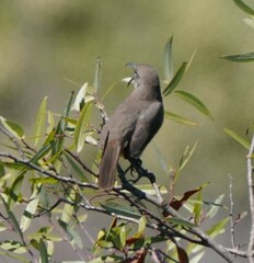 Toxostoma redivivum