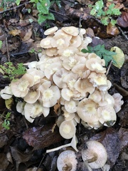 Desarmillaria tabescens