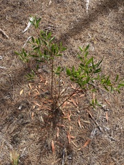 Acacia longifolia
