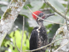 Dryocopus lineatus